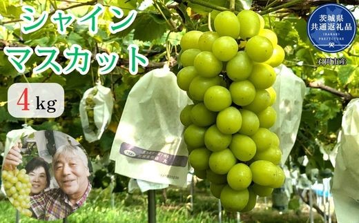 【2026年発送】開田ぶどう園　シャインマスカット 4kg（茨城県共通返礼品・石岡市産） ／  ぶどう 葡萄 ブドウ 果物 フルーツ シャインマスカット 4kg