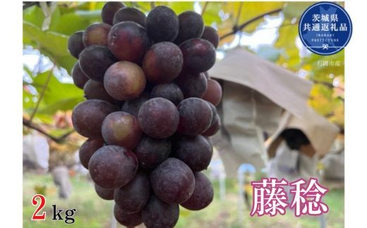【先行予約】開田ぶどう園　藤稔　2kg（茨城県共通返礼品・石岡市産） ／  ぶどう 葡萄 ブドウ 果物 フルーツ 藤稔 2kg