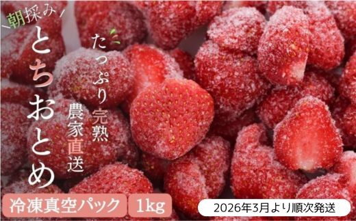 【訳あり/2026年3月より発送】完熟朝摘みとれたての冷凍いちご とちおとめ 約1kg ／ 農家直送 とちおとめ いちご 苺 イチゴ 完熟 冷凍 真空パック 果物 フルーツ 予約 先行予約 訳あり 訳アリ 茨城県 茨城 利根町 1kg