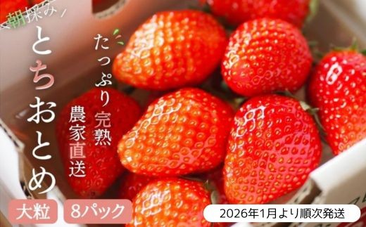 【2026年1月より発送】いちご専門農家直送！朝摘み収穫したての完熟とちおとめ2箱（1箱4パック入り） ／ とちおとめ いちご 苺 イチゴ 完熟 果物 フルーツ 予約 先行予約 茨城県 茨城 利根町