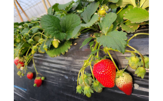 【2026年1月より発送】いちご専門農家直送！朝摘み収穫したての完熟とちおとめ4パック1箱 ／ とちおとめ いちご 苺 イチゴ 完熟 果物 フルーツ 予約 先行予約 茨城県 茨城 利根町