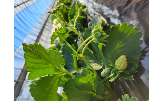 【2026年1月より発送】いちご専門農家直送！朝摘み収穫したての完熟とちおとめ4パック1箱 ／ とちおとめ いちご 苺 イチゴ 完熟 果物 フルーツ 予約 先行予約 茨城県 茨城 利根町