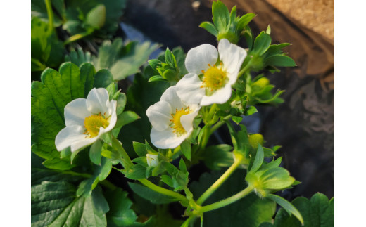 【2026年1月より発送】いちご専門農家直送！朝摘み収穫したての完熟とちおとめ4パック1箱 ／ とちおとめ いちご 苺 イチゴ 完熟 果物 フルーツ 予約 先行予約 茨城県 茨城 利根町