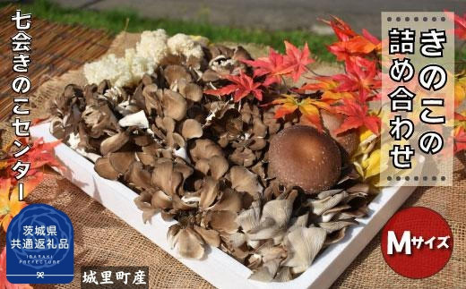 きのこ詰め合わせ　Mサイズ（茨城県共通返礼品／城里町産） / 茨城県 利根町 きのこ キノコ 舞茸 椎茸 あわび茸 たもぎ茸 はなびら茸