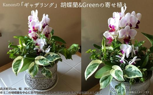 Kanonの「ギャザリング」胡蝶蘭&Greenの寄せ植え / 植物 胡蝶蘭 観葉植物 ギャザリング 送料無料