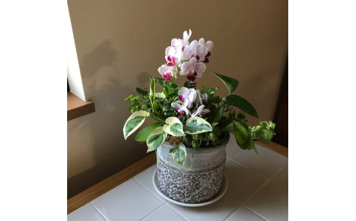 Kanonの「ギャザリング」胡蝶蘭&Greenの寄せ植え / 植物 胡蝶蘭 観葉植物 ギャザリング 送料無料