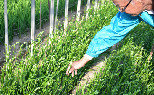 1月発送：優しい香り フリージア 3色セット　100本 生産者直送 直送 生花 切り花 花 はな 春 先行予約 予約 茨城県 利根町