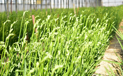 1月発送：優しい香り フリージア 3色セット　100本 生産者直送 直送 生花 切り花 花 はな 春 先行予約 予約 茨城県 利根町