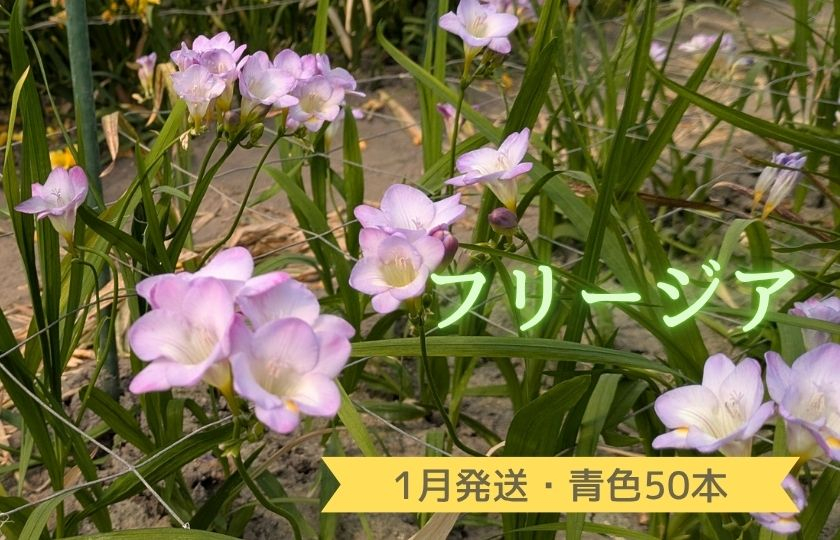 1月発送：優しい香り【フリージア】青色　50本