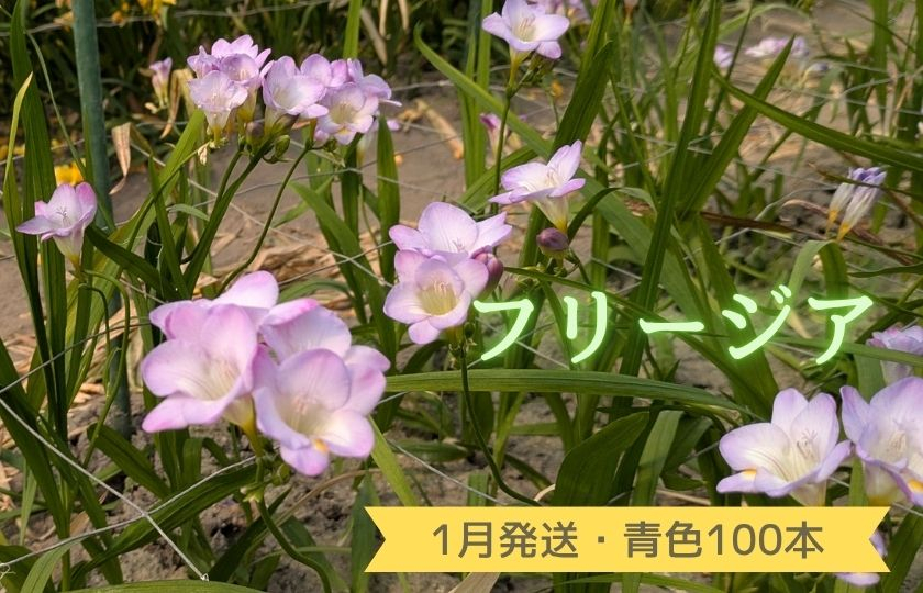 1月発送：優しい香り【フリージア】青色　100本