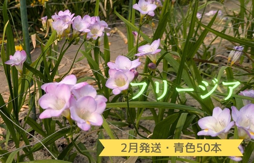 2月発送：優しい香り【フリージア】青色　50本