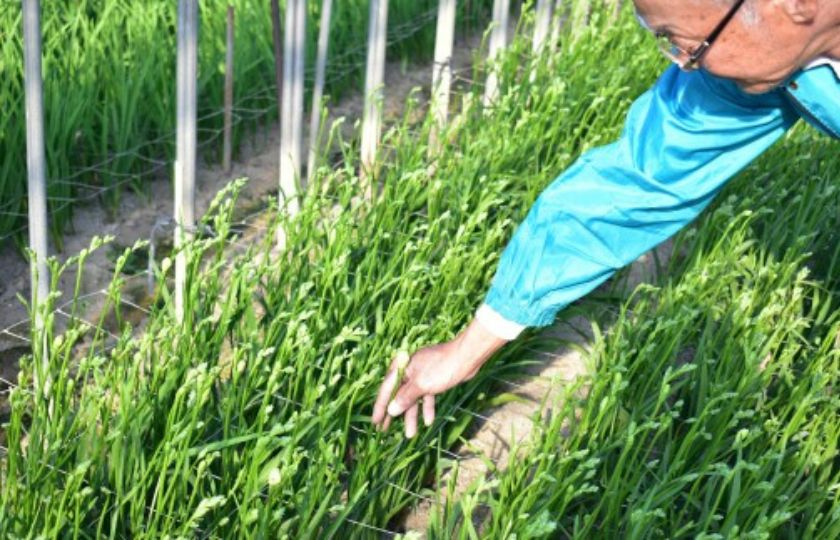 2月発送：優しい香り【フリージア】青色　50本