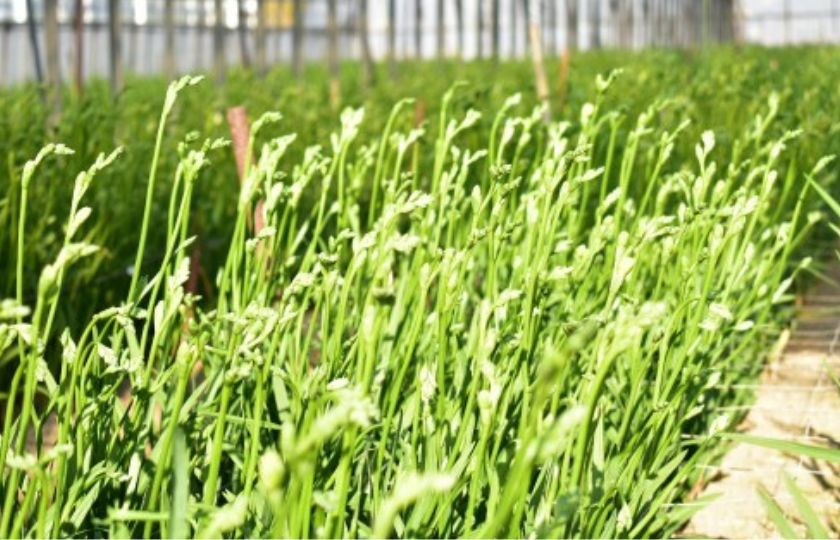 2月発送：優しい香り【フリージア】青色　50本