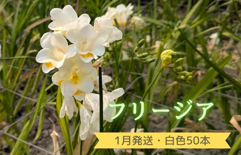 1月発送：優しい香り【フリージア】白色　50本