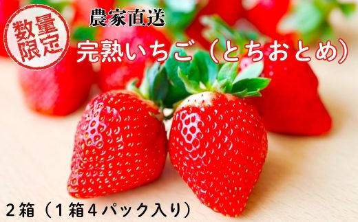【先行予約／数量限定】農家直送　鮮度抜群の完熟苺　いちご（とちおとめ）4パック入り×2箱