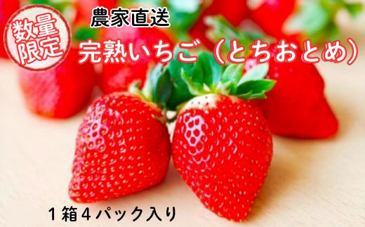 【先行予約／数量限定】農家直送　鮮度抜群の完熟苺　いちご（とちおとめ）4パック入り×1箱
