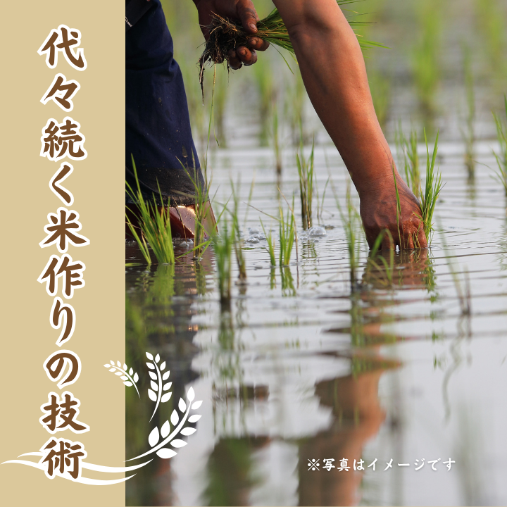 ã6ãµæå®æäŸ¿ã婿 ¹çºç£ã³ã·ãã«ãªã粟米10kgÃ6å ïŒ ç±³ ãã ã³ã¡ ãç±³ ããã ã³ã·ãã«ãª ããã²ãã 什å7å¹Žç£ æ°ç±³ çœç±³ 粟米 ã飯 ãã¯ã 10kg å®æäŸ¿ éæç¡æ