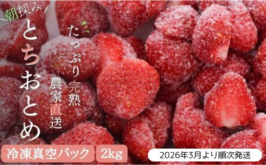 【訳あり/2026年3月より発送】完熟朝摘みとれたての冷凍いちご とちおとめ 約2kg ／ 農家直送 とちおとめ いちご 苺 イチゴ 完熟 冷凍 真空パック 果物 フルーツ 予約 先行予約 訳あり 訳アリ 茨城県 茨城 利根町 2kg