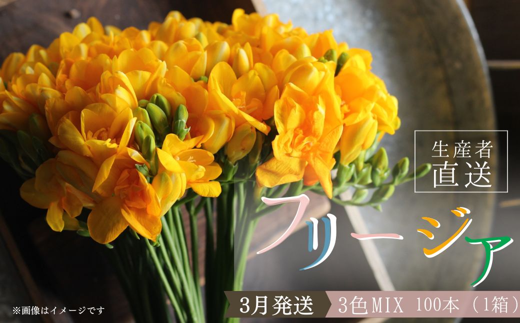 3月発送：優しい香り フリージア 3色セット　100本 生産者直送 直送 生花 切り花 花 はな 春 先行予約 予約 茨城県 利根町