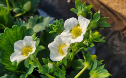 【訳あり/2026年3月より発送】完熟朝摘みとれたての冷凍いちご とちおとめ 約2kg ／ 農家直送 とちおとめ いちご 苺 イチゴ 完熟 冷凍 真空パック 果物 フルーツ 予約 先行予約 訳あり 訳アリ 茨城県 茨城 利根町 2kg