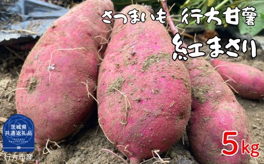 iL-3b さつまいも 行方甘藷 紅まさり 5kg(茨城県共通返礼品・行方市産) / さつまいも さつま芋 サツマイモ 薩摩芋 甘薯 行方甘藷 紅まさり 5kg 野菜 茨城県 送料無料