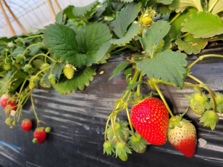 ã2026幎1æããçºéããã¡ãå°é蟲家çŽéïŒææã¿åç©«ãããŠã®å®çãšã¡ããšã2ç®±ïŒ1ç®±4ããã¯å
¥ãïŒ ïŒ ãšã¡ããšã ãã¡ã èº ã€ã㎠å®ç æç© ãã«ãŒã äºçŽ å
è¡äºçŽ èšåç èšå 婿 ¹çº