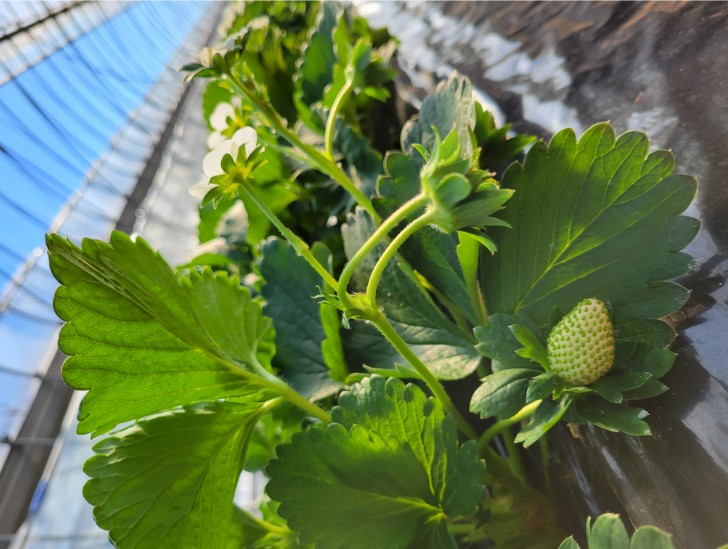 ã2026幎1æããçºéããã¡ãå°é蟲家çŽéïŒææã¿åç©«ãããŠã®å®çãšã¡ããšã2ç®±ïŒ1ç®±4ããã¯å
¥ãïŒ ïŒ ãšã¡ããšã ãã¡ã èº ã€ã㎠å®ç æç© ãã«ãŒã äºçŽ å
è¡äºçŽ èšåç èšå 婿 ¹çº