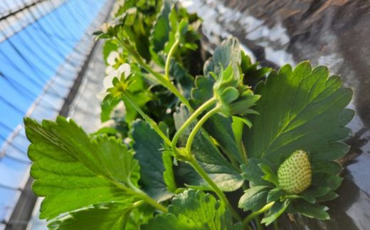 【訳あり/2026年3月より発送】完熟朝摘みとれたての冷凍いちご とちおとめ 約2kg ／ 農家直送 とちおとめ いちご 苺 イチゴ 完熟 冷凍 真空パック 果物 フルーツ 予約 先行予約 訳あり 訳アリ 茨城県 茨城 利根町 2kg