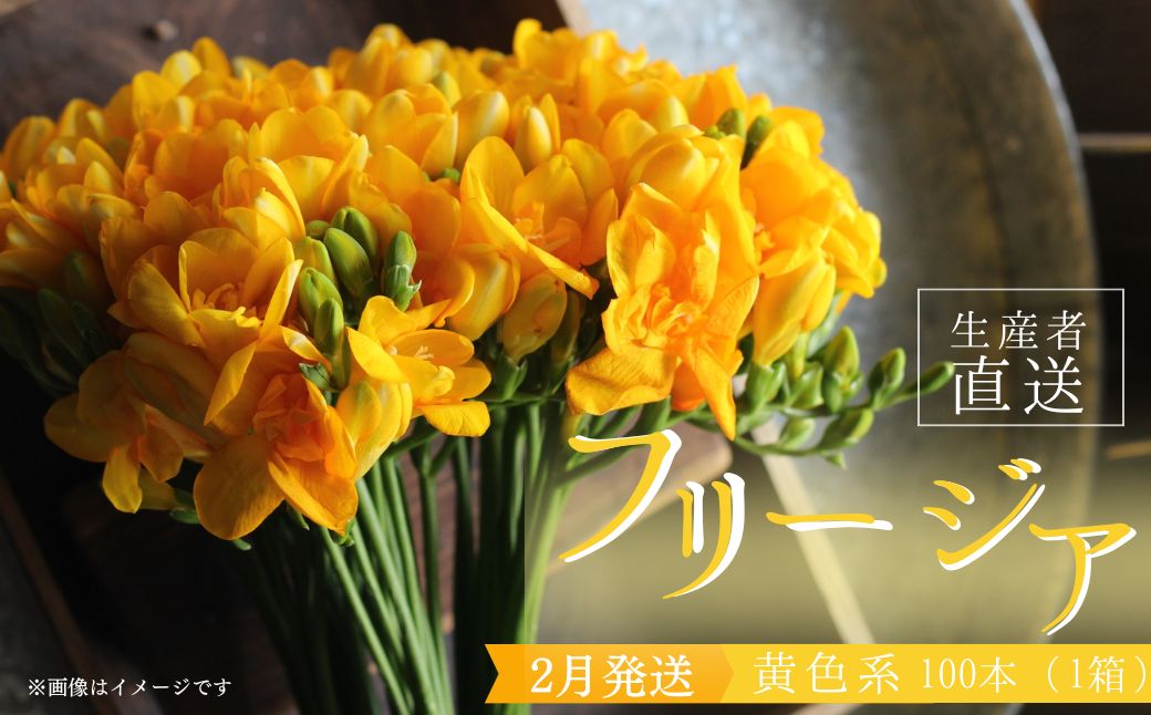 2月発送：優しい香り フリージア 黄色　100本 生産者直送 直送 生花 切り花 花 はな 春 先行予約 予約 茨城県 利根町