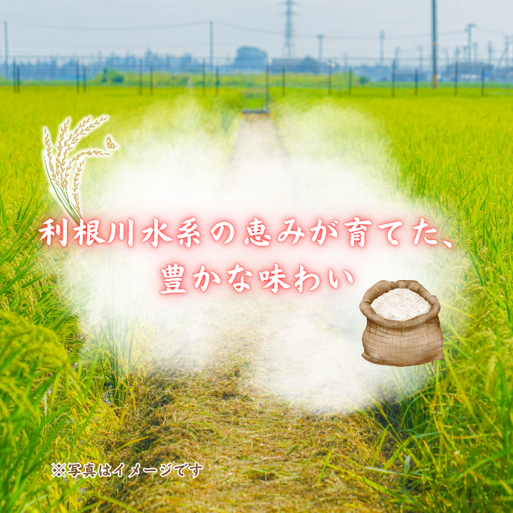 【3ヵ月定期便】利根町産コシヒカリ　精米10kg×3回 ／ 米 こめ コメ お米 おこめ コシヒカリ こしひかり 令和7年産 新米 白米 精米 ご飯 ごはん 10kg 定期便 送料無料