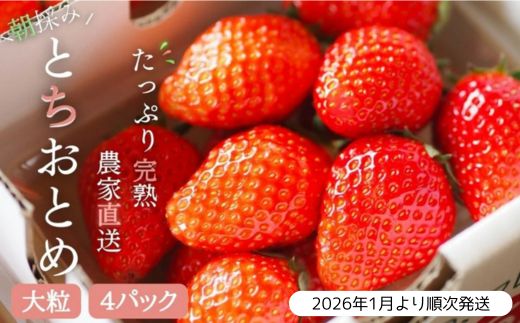 【2026年1月より発送】いちご専門農家直送！朝摘み収穫したての完熟とちおとめ4パック1箱 ／ とちおとめ いちご 苺 イチゴ 完熟 果物 フルーツ 予約 先行予約 茨城県 茨城 利根町
