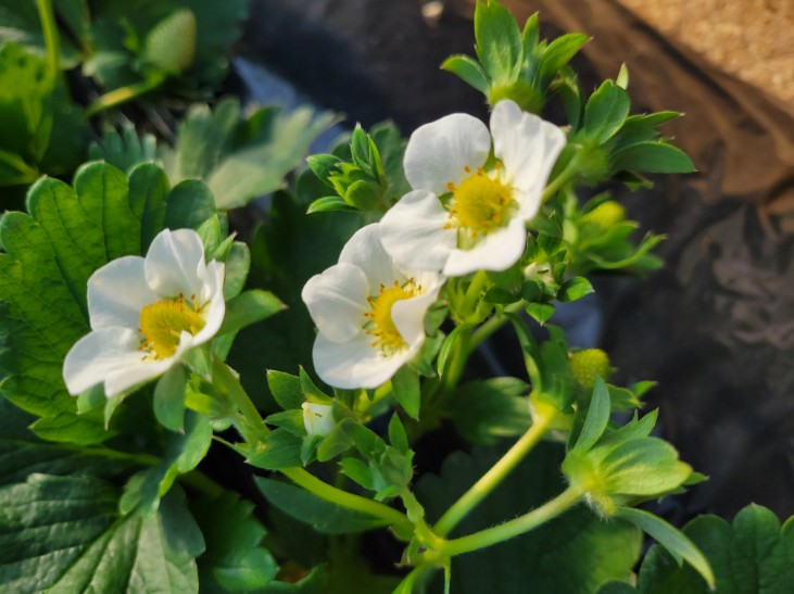 ã2026幎1æããçºéããã¡ãå°é蟲家çŽéïŒææã¿åç©«ãããŠã®å®çãšã¡ããšã2ç®±ïŒ1ç®±4ããã¯å
¥ãïŒ ïŒ ãšã¡ããšã ãã¡ã èº ã€ã㎠å®ç æç© ãã«ãŒã äºçŽ å
è¡äºçŽ èšåç èšå 婿 ¹çº