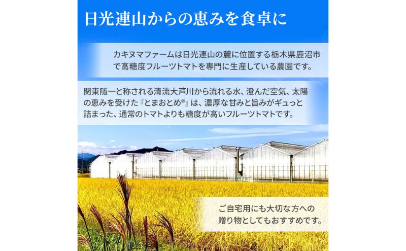 栃木県 鹿沼産 高糖度 フルーツトマト ”とまおとめ” アイコ 1kg お届け：12月下旬～6月上旬　野菜 トマト 濃厚 カキヌマファーム とまおとめ フルティカ 濃厚 甘み 旨み 入手困難 贈り物 栃木県 鹿沼市