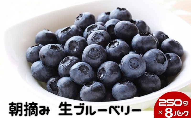 数量限定 50セット 鹿沼 朝摘み 生ブルーベリー 250g × 8パック 2kg