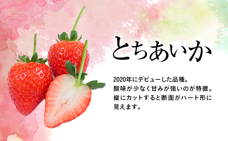 つる付き とちあいか 2パック箱（11下旬～12月中旬） いちご 果物 フルーツ 苺 イチゴ くだもの 朝取り 新鮮 美味しい 甘い