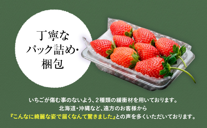 つる付き とちあいか 2パック箱（12月下旬～1月上旬発送） いちご 果物 フルーツ 苺 イチゴ くだもの 朝取り 新鮮 美味しい 甘い