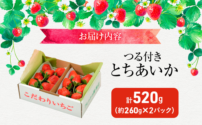 つる付き とちあいか 2パック箱（2月上旬～中旬発送） いちご 果物 フルーツ 苺 イチゴ くだもの 朝取り 新鮮 美味しい 甘い