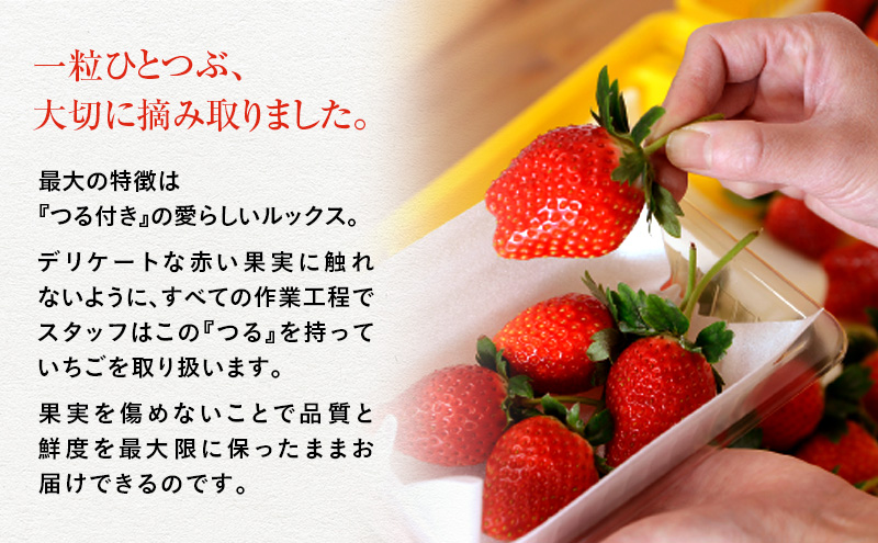 つる付き とちあいか 2パック箱（2月中旬～下旬発送） いちご 果物 フルーツ 苺 イチゴ くだもの 朝取り 新鮮 美味しい 甘い