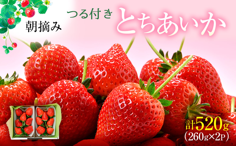 つる付き とちあいか 2パック箱（3～5月発送） いちご 果物 フルーツ 苺 イチゴ くだもの 朝取り 新鮮 美味しい 甘い