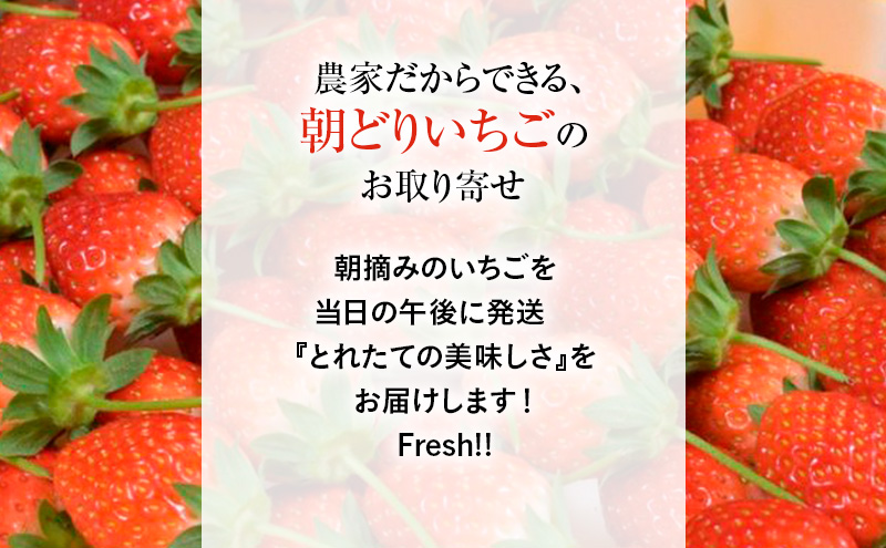 つる付き とちおとめ 2パック箱（11月下旬～12月中旬発送） いちご 果物 フルーツ 苺 イチゴ くだもの 朝取り 新鮮 美味しい 甘い