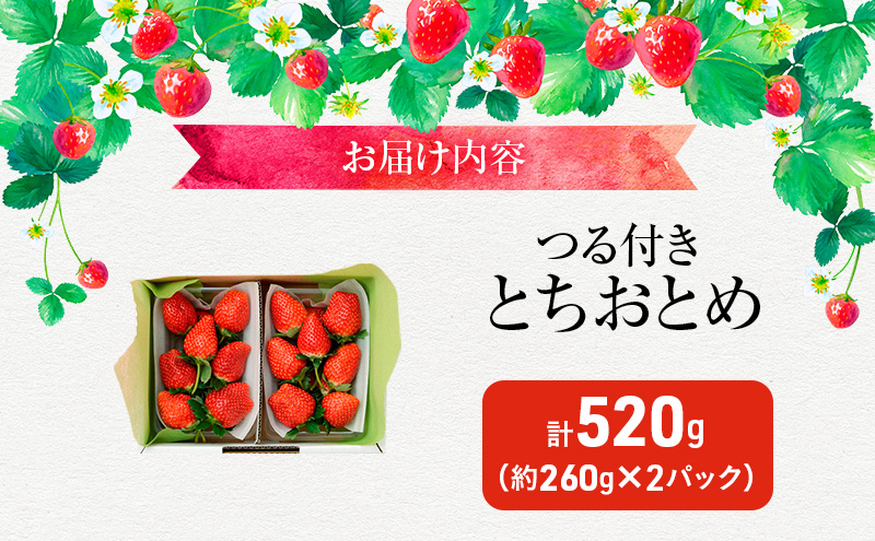 つる付き とちおとめ 2パック箱（12月中旬～1月上旬発送） いちご 果物 フルーツ 苺 イチゴ くだもの 朝取り 新鮮 美味しい 甘い