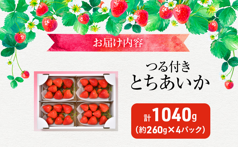 つる付き とちあいか 4パック（11月下旬～12月上旬発送） いちご 果物 フルーツ 苺 イチゴ くだもの 朝取り 新鮮 美味しい 甘い