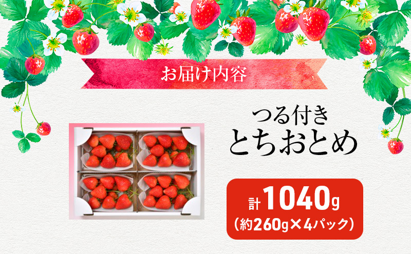 つる付き とちおとめ 4パック（12月下旬～1月上旬発送） いちご 果物 フルーツ 苺 イチゴ くだもの 朝取り 新鮮 美味しい 甘い