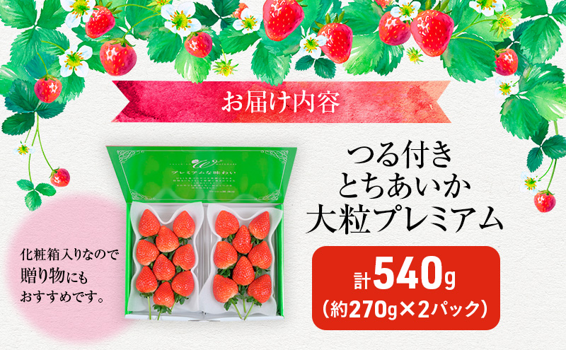 つる付き とちあいか 大粒プレミアム 2パック （11月下旬～12月中旬発送）  いちご 果物 フルーツ 苺 イチゴ くだもの 朝取り 新鮮 美味しい 甘い