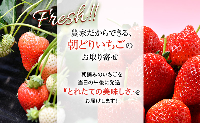 つる付き とちあいか 大粒プレミアム 2パック （1月中旬～下旬発送）  いちご 果物 フルーツ 苺 イチゴ くだもの 朝取り 新鮮 美味しい 甘い