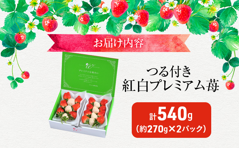 つる付き 紅白プレミアム苺 2パック （1月中旬～下旬発送） とちあいか ミルキーベリー  いちご 果物 フルーツ 苺 イチゴ くだもの 朝取り 新鮮 美味しい 甘い