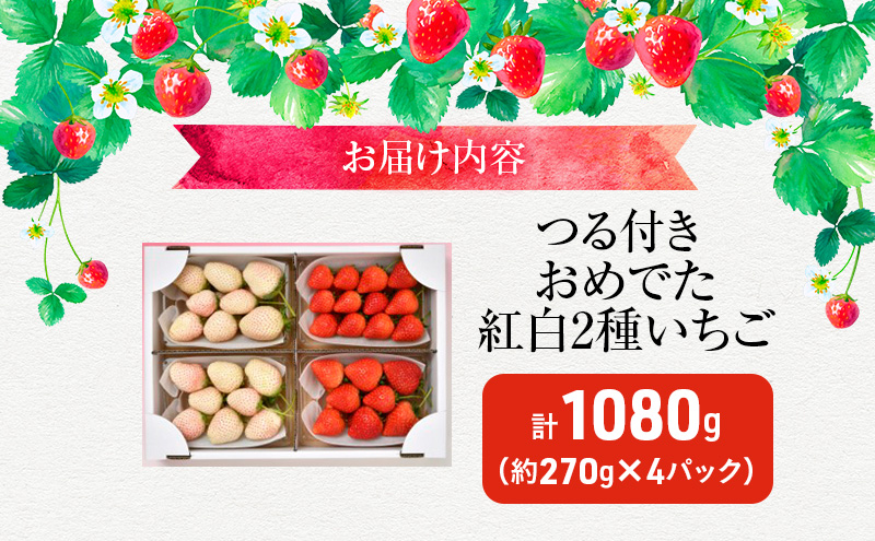 おめでた紅白2種いちご 4パック （1月中旬～1月下旬発送） いちご 果物 フルーツ 苺 イチゴ くだもの とちあいか ミルキーベリー 朝取り 新鮮 美味しい 甘い