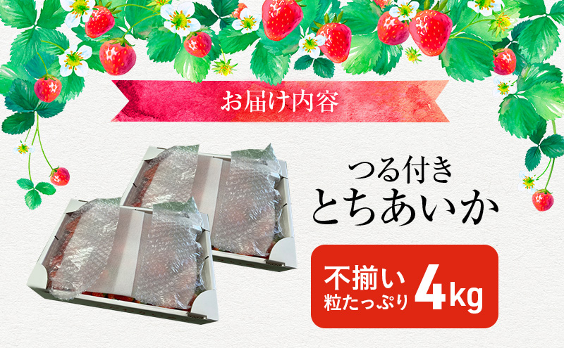 【訳あり】とちあいか不揃い粒 2kg×2箱 計4kg（家庭用、ジャム・冷凍など加工用にもおすすめ） ｜ 果物 いちご 朝取り 新鮮 美味しい ハート 甘い ※2026年5月中旬～5月下旬頃に順次発送予定