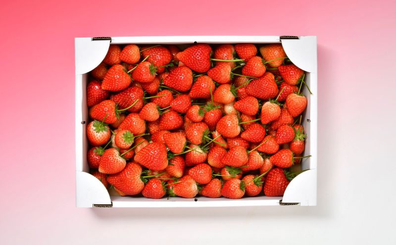 【訳あり】とちあいか不揃い粒 2kg×2箱 計4kg（家庭用、ジャム・冷凍など加工用にもおすすめ） ｜ 果物 いちご 朝取り 新鮮 美味しい ハート 甘い ※2026年5月中旬～5月下旬頃に順次発送予定