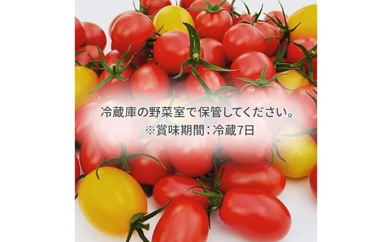 栃木県 鹿沼産 高糖度 フルーツトマト ”とまおとめ” フルティカ 1kg お届け：12月下旬～6月上旬　野菜 トマト 濃厚 カキヌマファーム とまおとめ フルティカ 濃厚 甘み 旨み 入手困難 贈り物 栃木県 鹿沼市